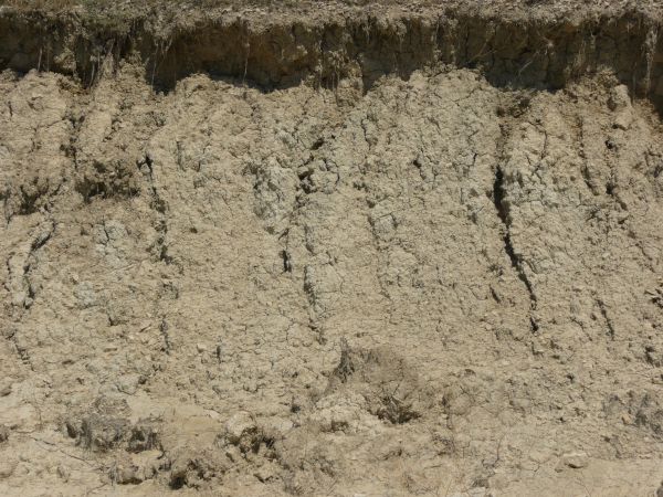Texture of whitish-grey bumpy dirt wall with cracking from dryness and patches of brown plant roots.